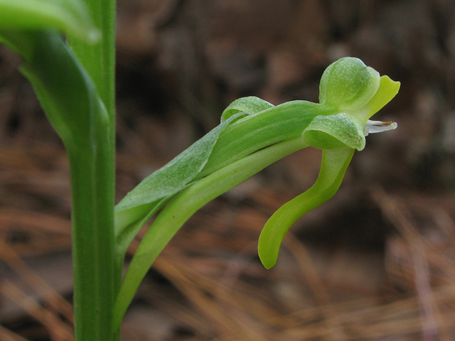 Habenaria odontopetala (Tooth-petal bog orchid) #64252