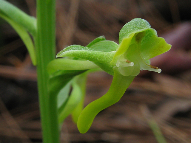 Habenaria odontopetala (Tooth-petal bog orchid) #64253