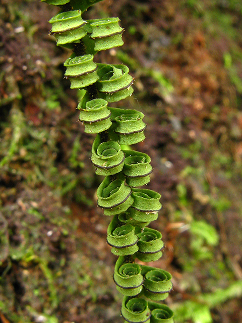 Pecluma ptilodon ssp. caespitosum (Palmleaf rockcap fern) #64258