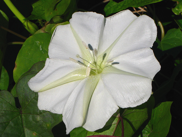 Ipomoea alba (Moonflower) #64263