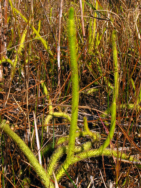 Lycopodiella alopecuroides (Foxtail clubmoss) #64266