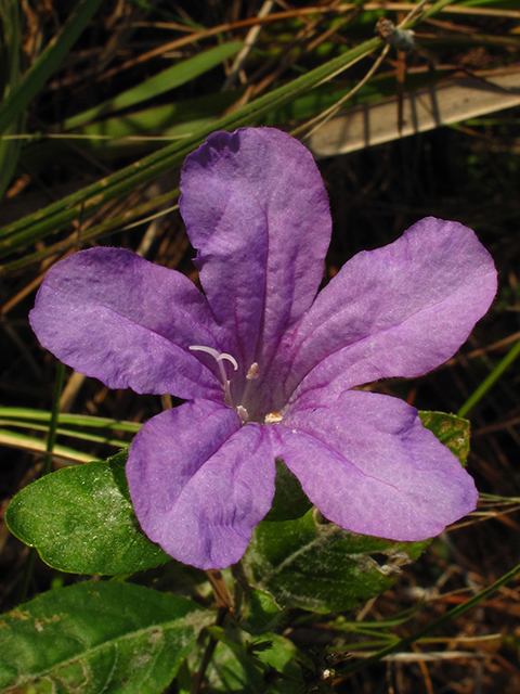 Ruellia caroliniensis var. succulenta (Carolina wild petunia) #64273