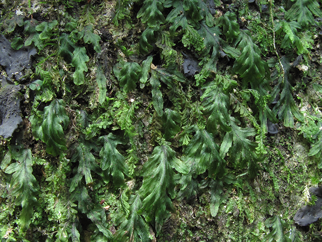 Trichomanes krausii (Treemoss bristle fern) #64281