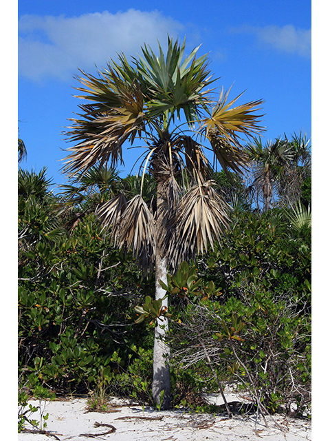 Coccothrinax argentata (Florida silver palm) #64297