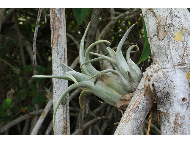 Tillandsia paucifolia (Potbelly airplant) #64301