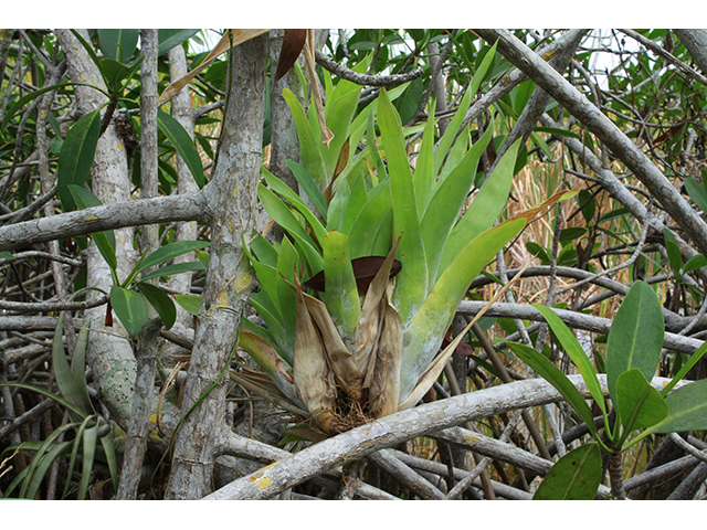 Rhizophora mangle (Red mangrove) #64307