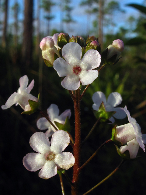 Samolus ebracteatus ssp. ebracteatus (Limewater brookweed) #64322