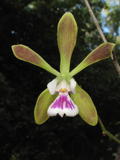 Encyclia tampensis (Tampa butterfly orchid) #64328