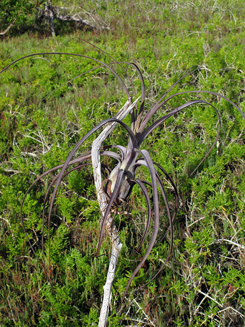 Tillandsia balbisiana (Northern needleleaf) #64337
