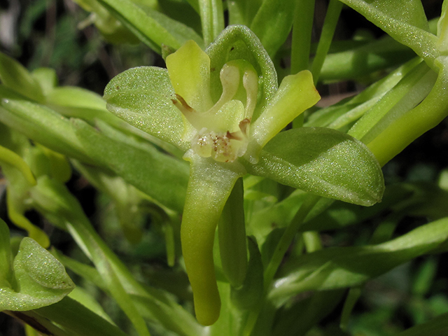 Habenaria odontopetala (Tooth-petal bog orchid) #64344