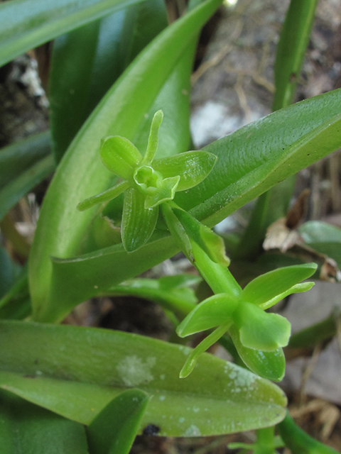 Epidendrum rigidum (Stiff-flower star orchid) #64347