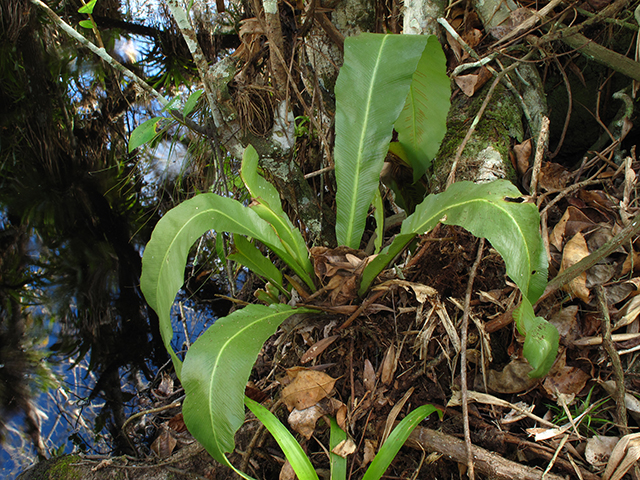 Asplenium serratum (Wild birdnest fern) #64350