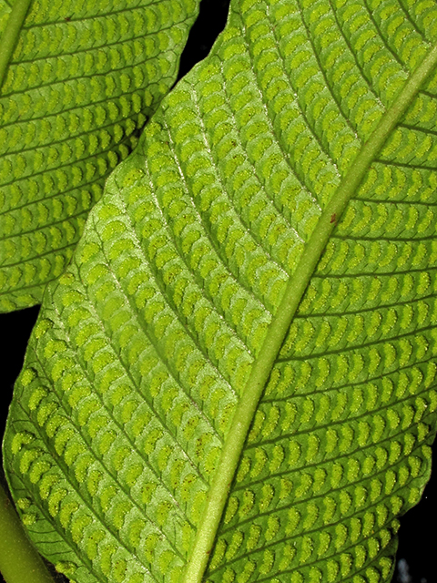 Thelypteris reticulata (Latticevein fern) #64353