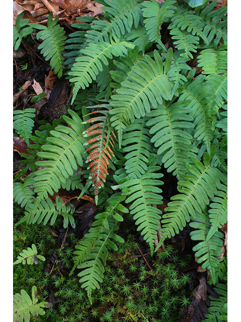Polypodium appalachianum (Appalachian rockcap fern) #64362