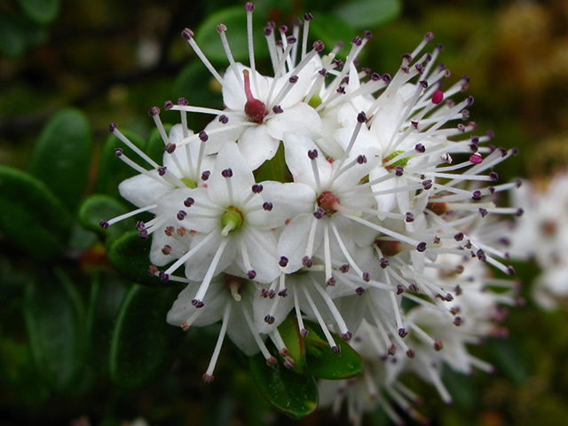 Leiophyllum buxifolium (Sandmyrtle) #64363