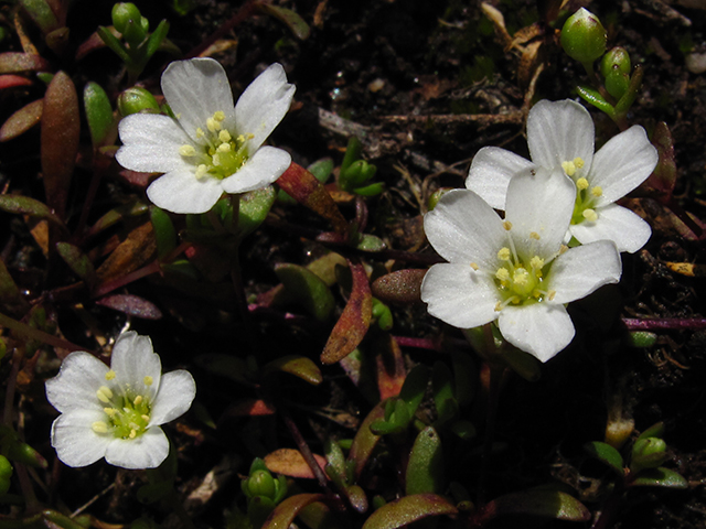 Minuartia uniflora (One-flower stitchwort) #64383