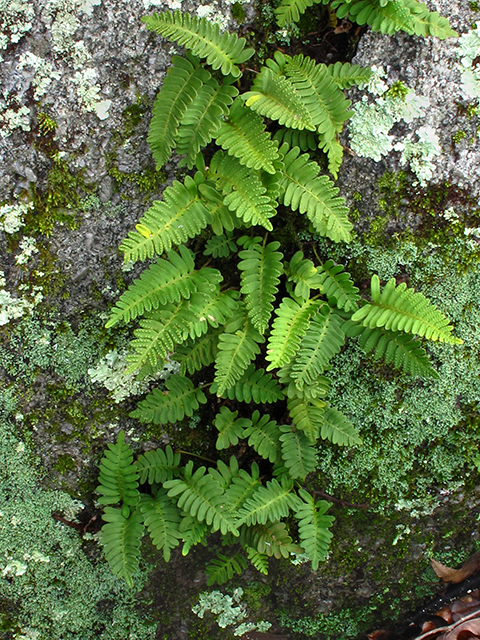 Pleopeltis polypodioides ssp. michauxiana (Resurrection fern) #64390
