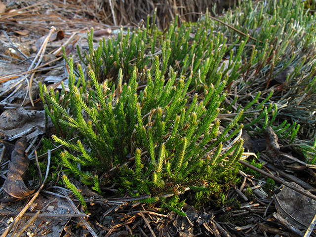 Selaginella arenicola ssp. riddellii (Riddell's spikemoss) #64392