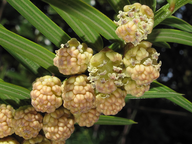 Torreya taxifolia (Florida nutmeg) #64422