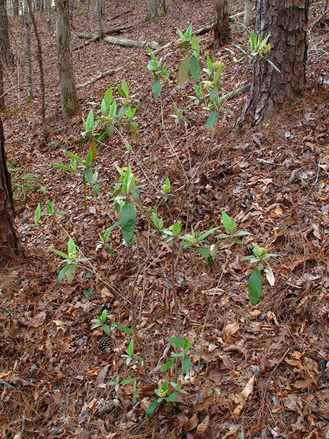 Croton alabamensis var. alabamensis (Alabama croton) #64425