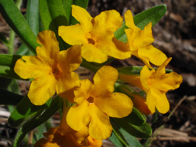 Lithospermum canescens (Hoary puccoon) #64429