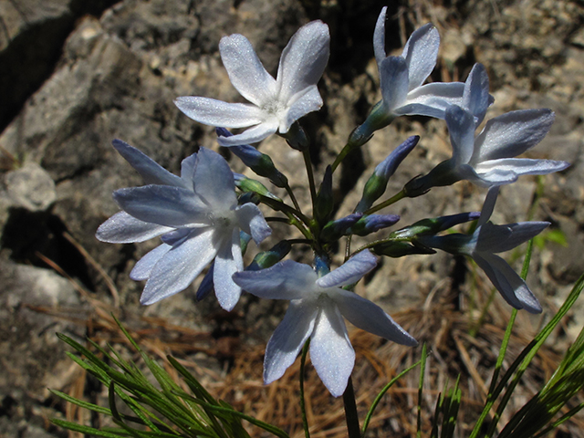 Amsonia ciliata var. tenuifolia (Fringed bluestar) #64432