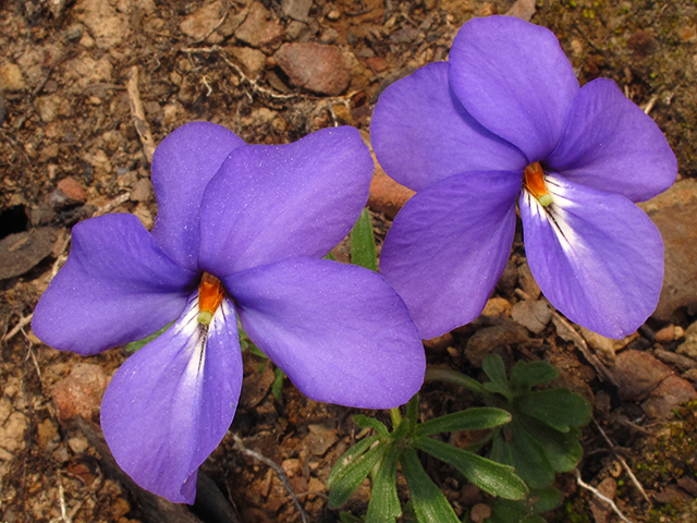 Viola pedata (Birdfoot violet) #64433