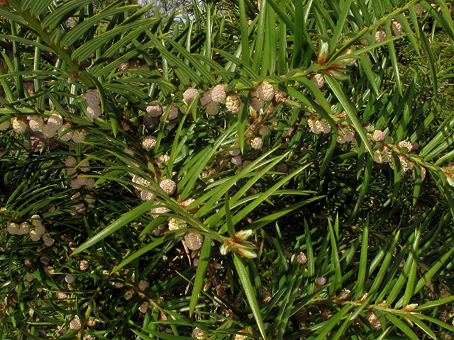 Torreya taxifolia (Florida nutmeg) #64434