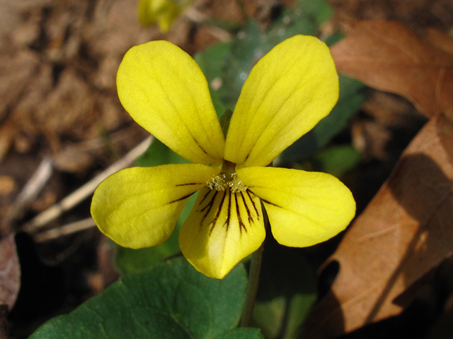 Viola hastata (Halberd-leaf yellow violet) #64454