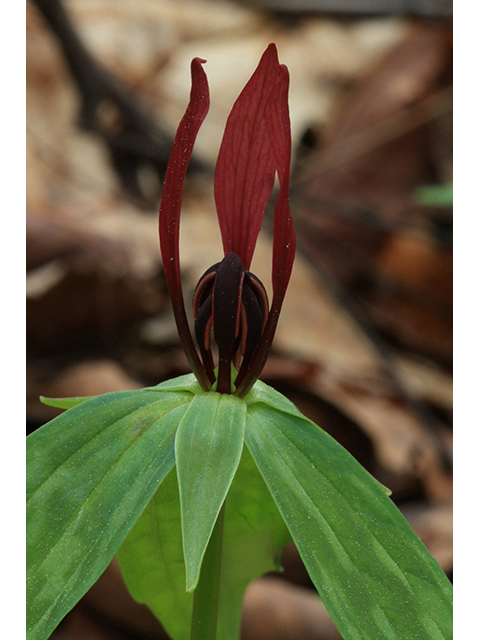 Trillium lancifolium (Lanceleaf wake-robin) #64487