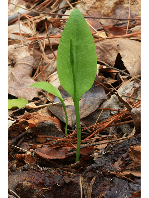 Ophioglossum vulgatum (Southern adder's-tongue) #64493