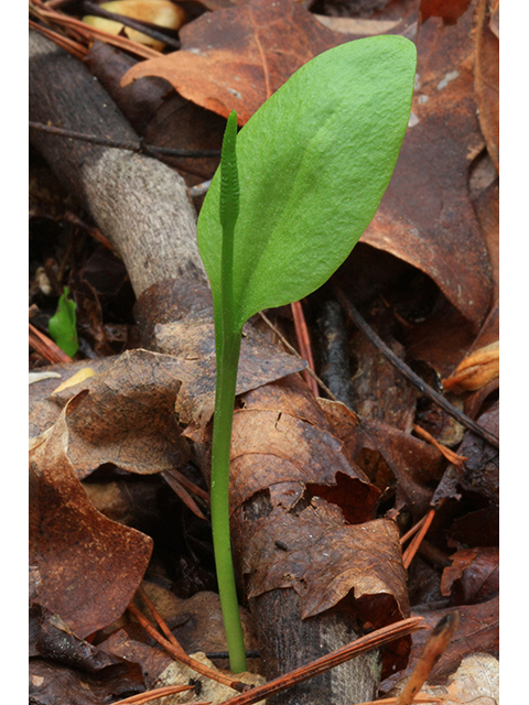 Ophioglossum vulgatum (Southern adder's-tongue) #64494