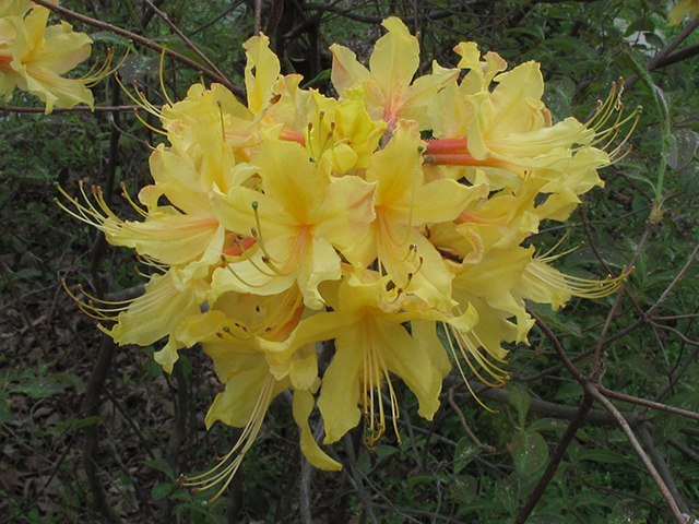 Rhododendron austrinum (Orange azalea) #64498