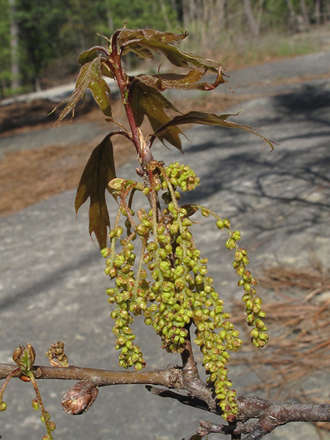Quercus georgiana (Georgia oak) #64501