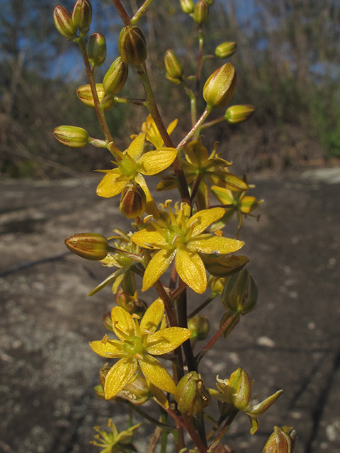 Schoenolirion croceum (Yellow sunnybell) #64503