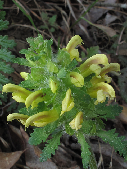 Pedicularis canadensis (Canadian lousewort) #64508