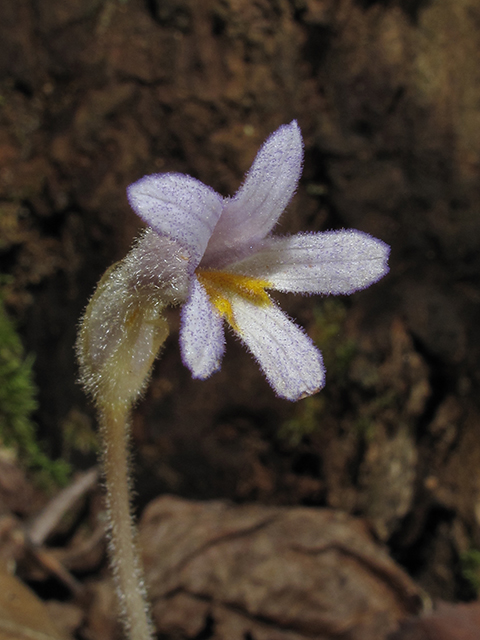 Orobanche uniflora (One-flowered broomrape) #64511