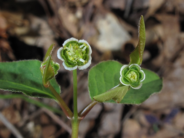 Euphorbia mercurialina (Mercury spurge) #64519
