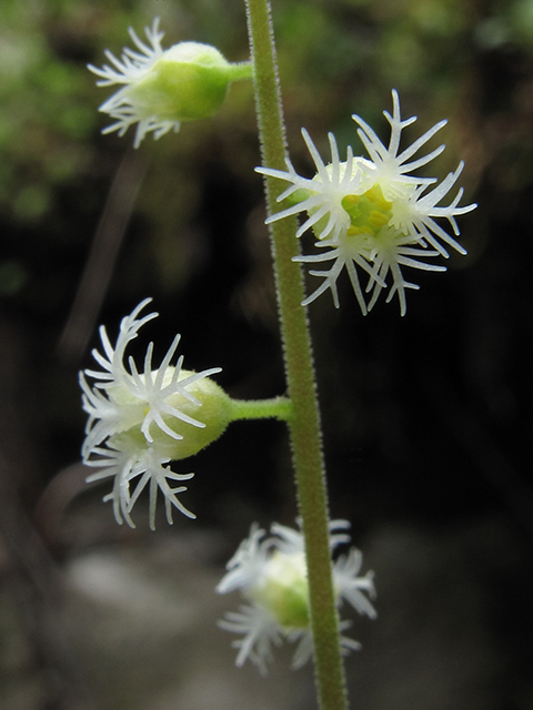 Mitella diphylla (Twoleaf miterwort) #64521