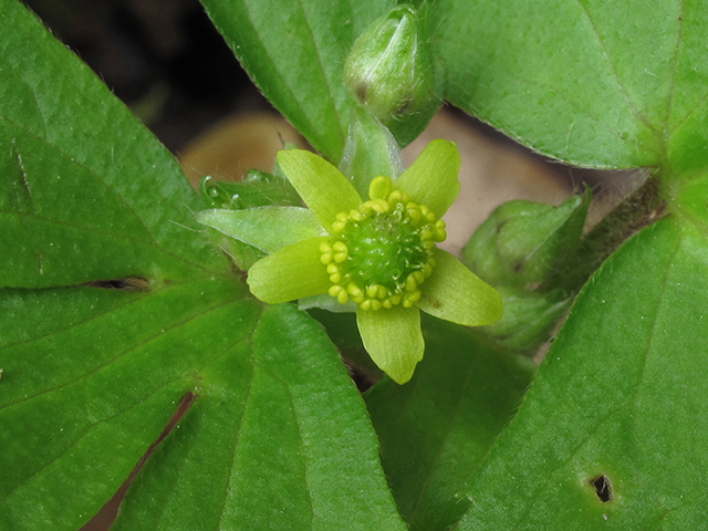 Ranunculus recurvatus (Blisterwort) #64523