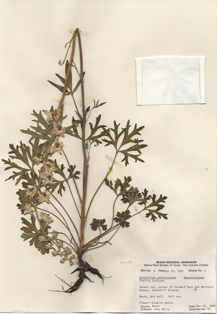 Delphinium carolinianum (Prairie larkspur) #28967