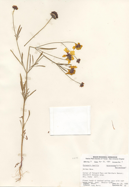 Coreopsis basalis (Goldenmane tickseed) #28968
