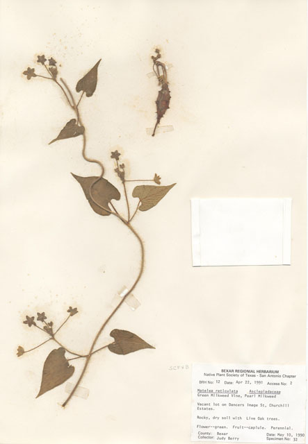Matelea reticulata (Pearl milkweed vine) #28971