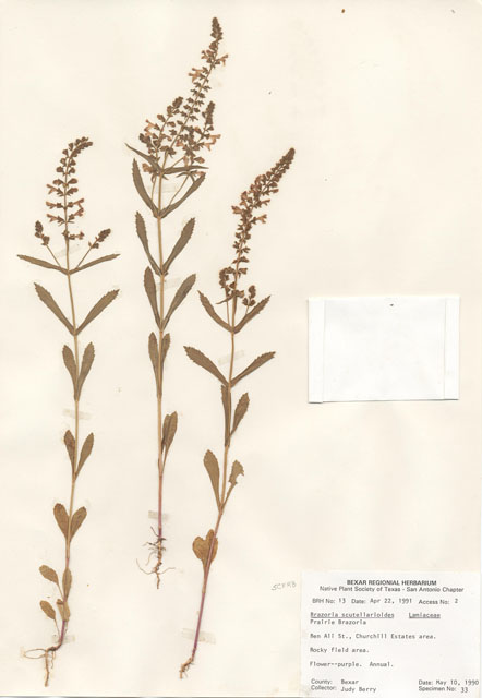 Warnockia scutellarioides (Prairie brazosmint) #28922