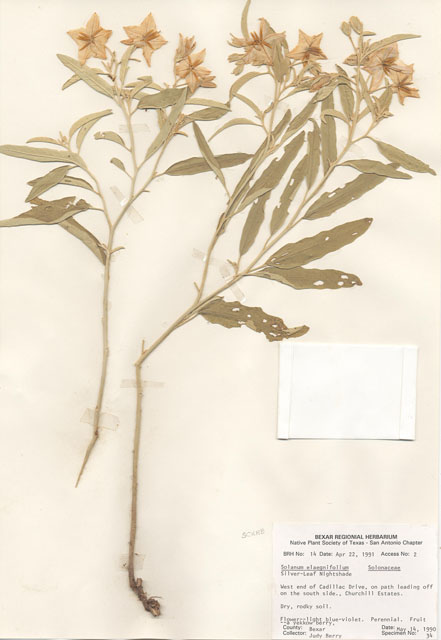 Solanum elaeagnifolium (Silverleaf nightshade) #28923