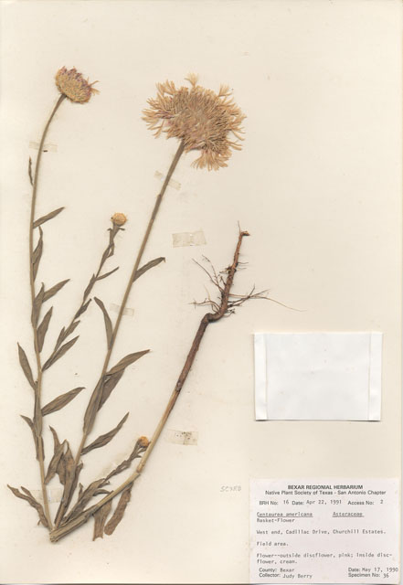 Centaurea americana (American basket-flower) #28925