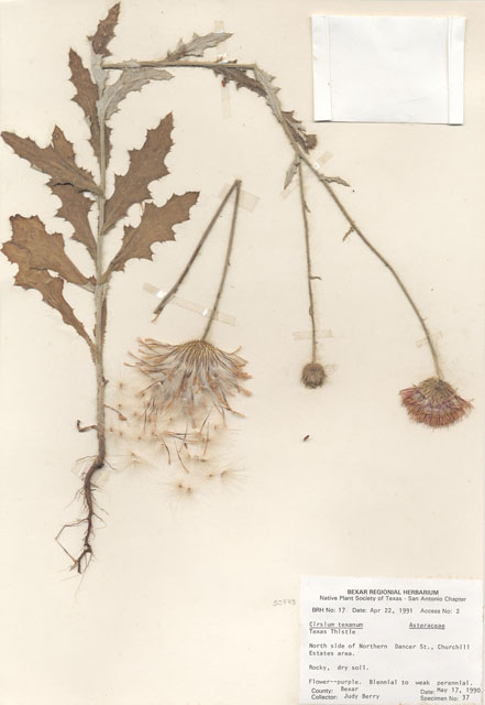 Cirsium texanum (Texas thistle) #28926