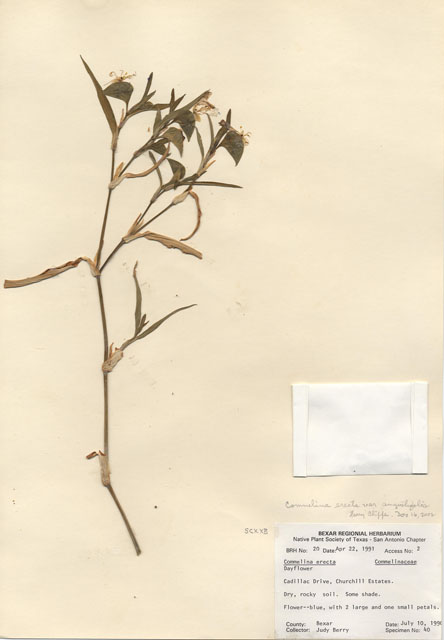 Commelina erecta (Dayflower) #28928