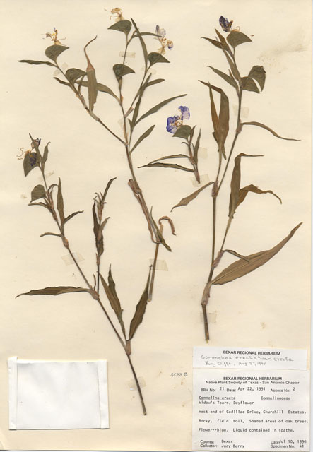 Commelina erecta (Dayflower) #28929