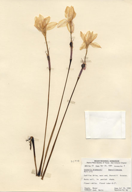 Cooperia pedunculata (Hill country rain lily) #28930